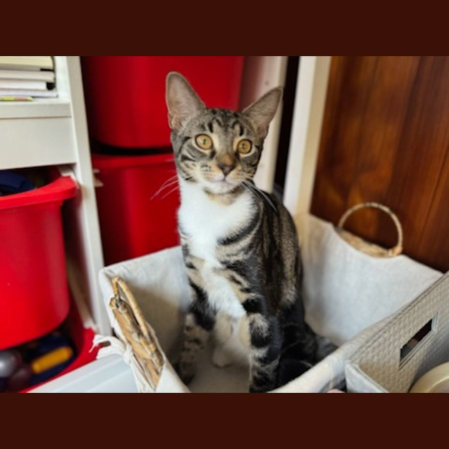 Photo of Alfie And Vinnie 