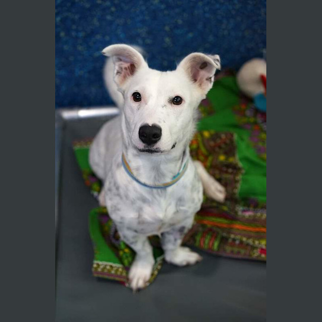 Photo of Nova