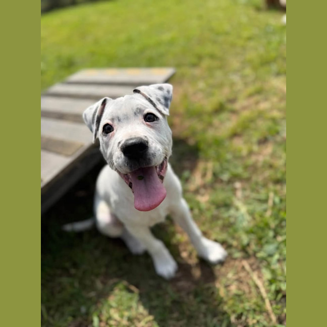 Photo of Tilly