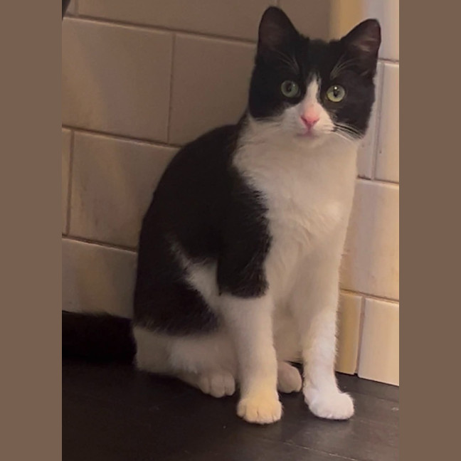 Photo of Houdini
