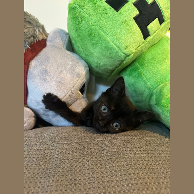 Photo of Hadie
