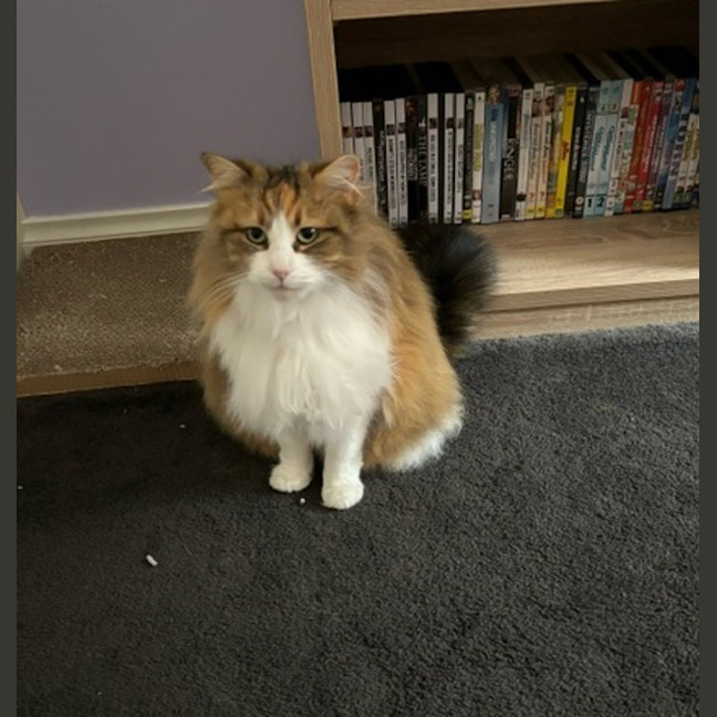 Photo of Puffle