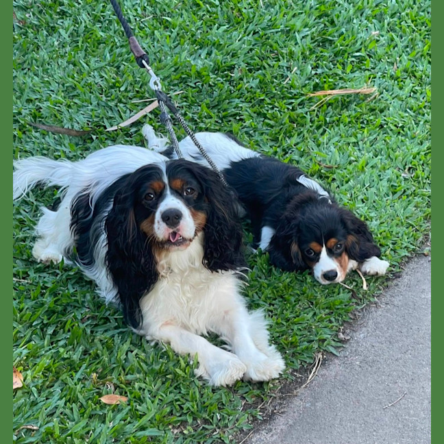 Photo of Daisy & Duke