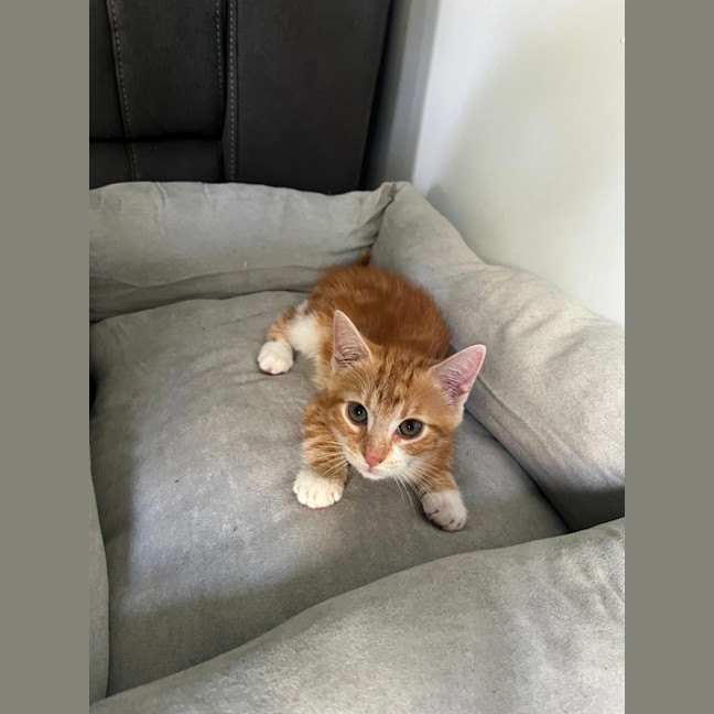 Photo of Merlot