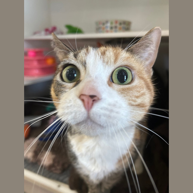 Photo of Tigerlily