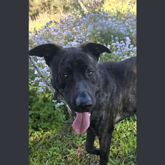 Photo of Bolt