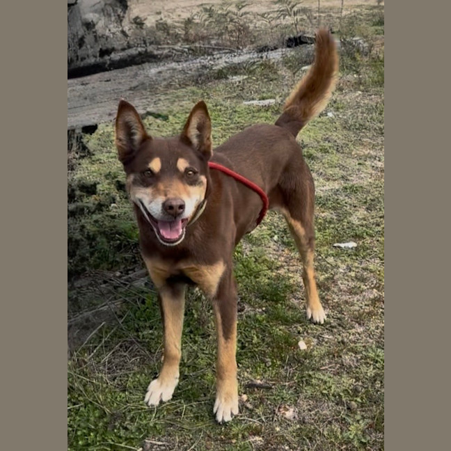 Photo of Rusty