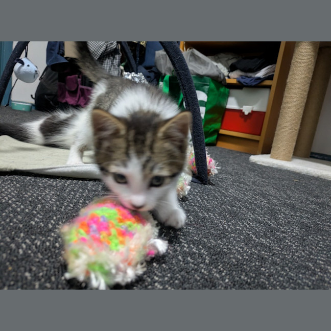 Photo of Lightning Snail