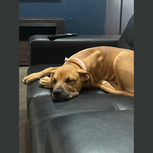 Photo of Kindle (Honey)