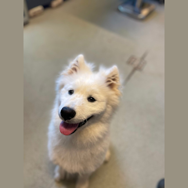 Photo of Appa
