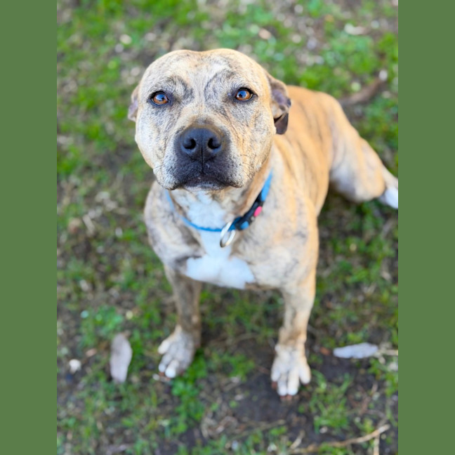 Photo of Sabre