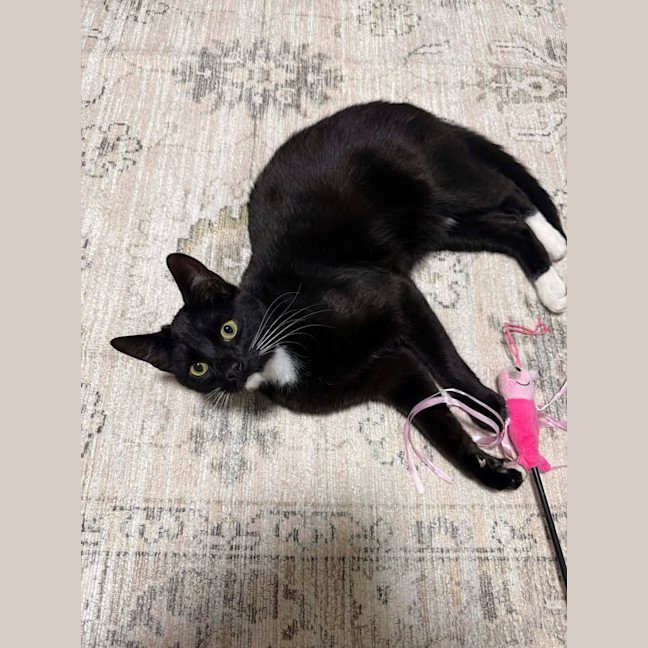 Photo of Kismet (Keith)