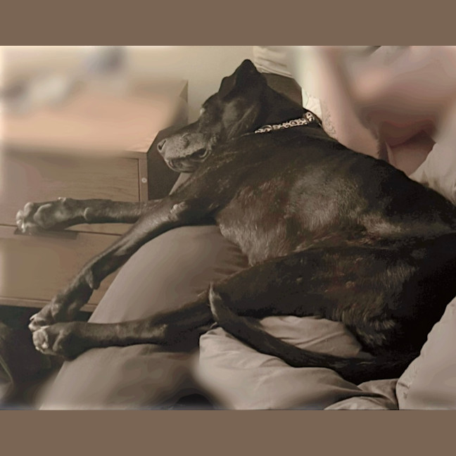 Photo of Lola