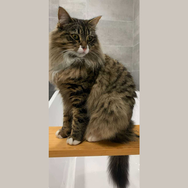 Photo of Nala Queen Of The Jungle