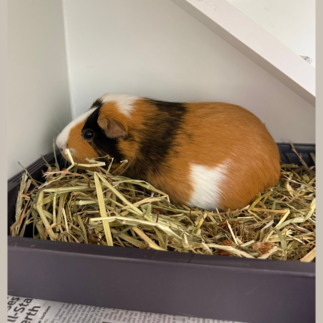 Photo of Caramel