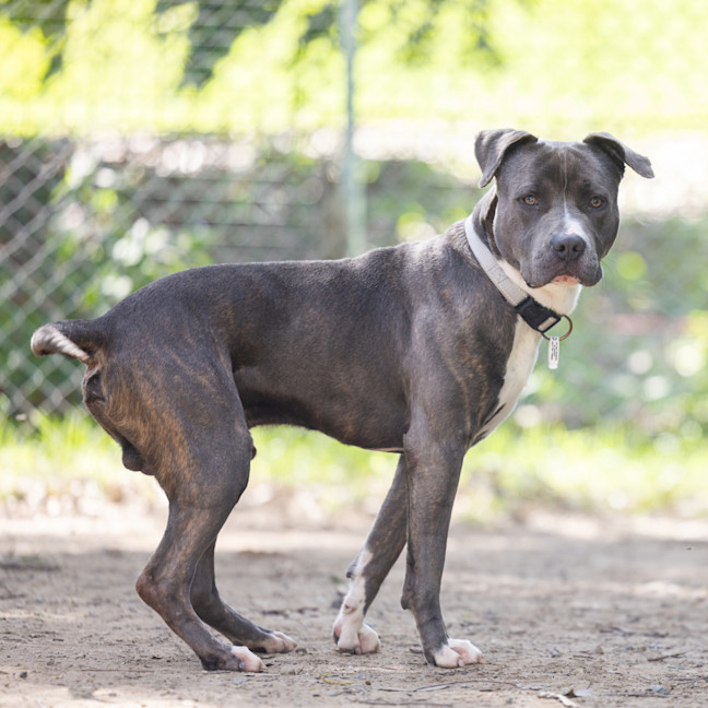 Photo of Cobalt