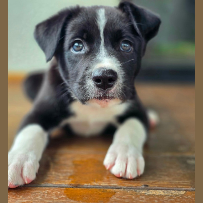 Photo of Asha