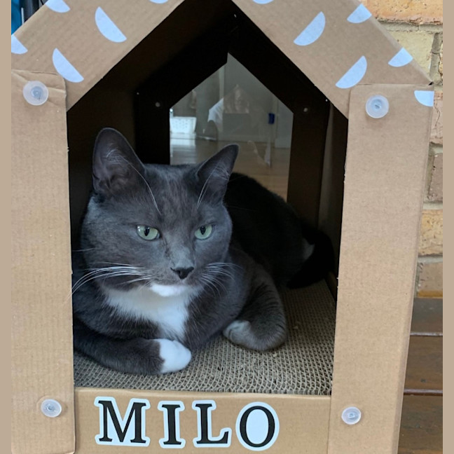 Photo of Milo 
