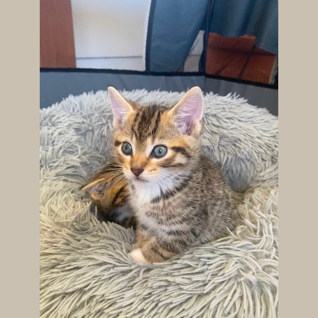 Photo of Sesame 💙