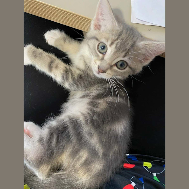 Photo of Snowy *9 Lives Project Rescue*