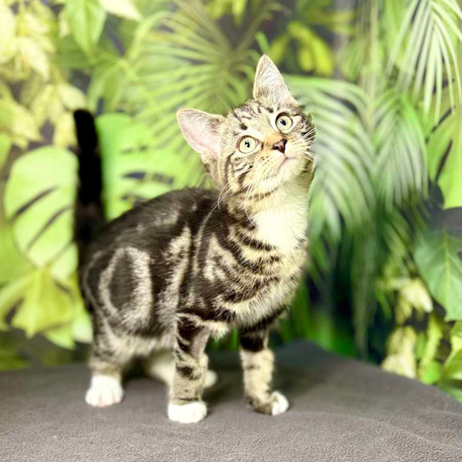 Photo of Oscar (Located In Preston) 