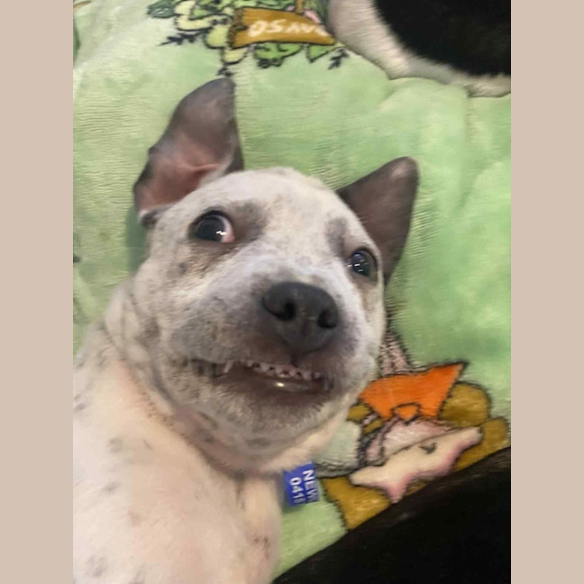 Photo of Clover   3 Month Old Cattle Dog X