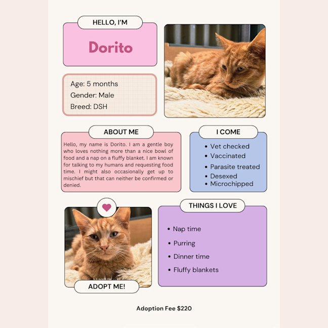 Photo of Dorito