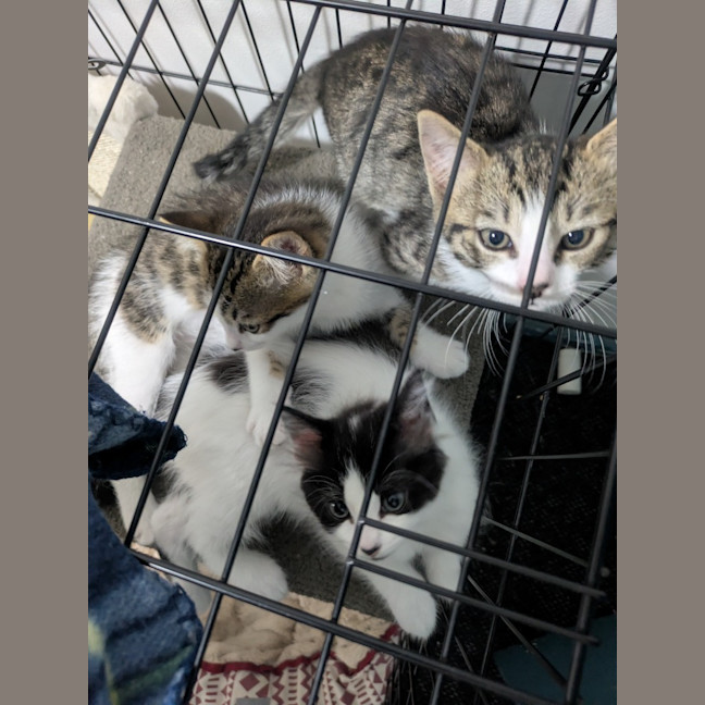 Photo of Speed Snail