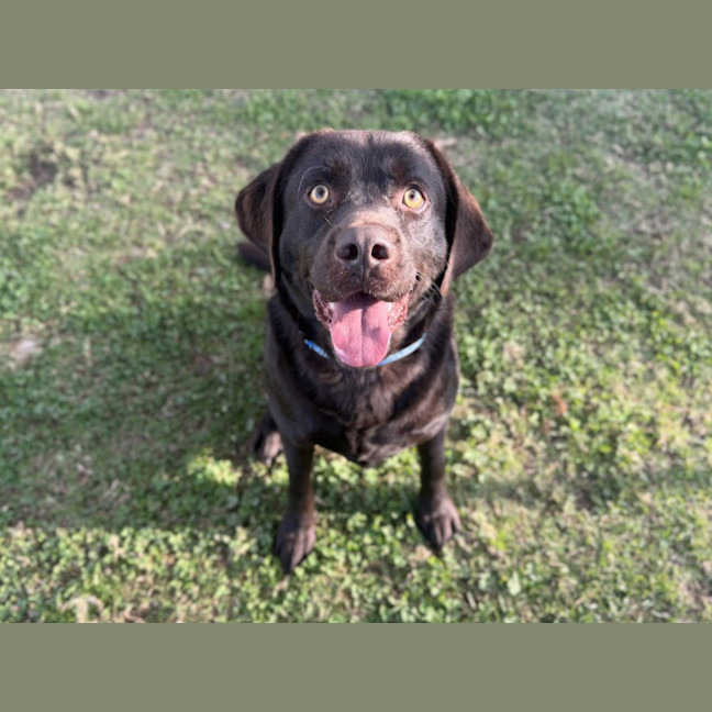 Photo of Honey Bear Imp 1581