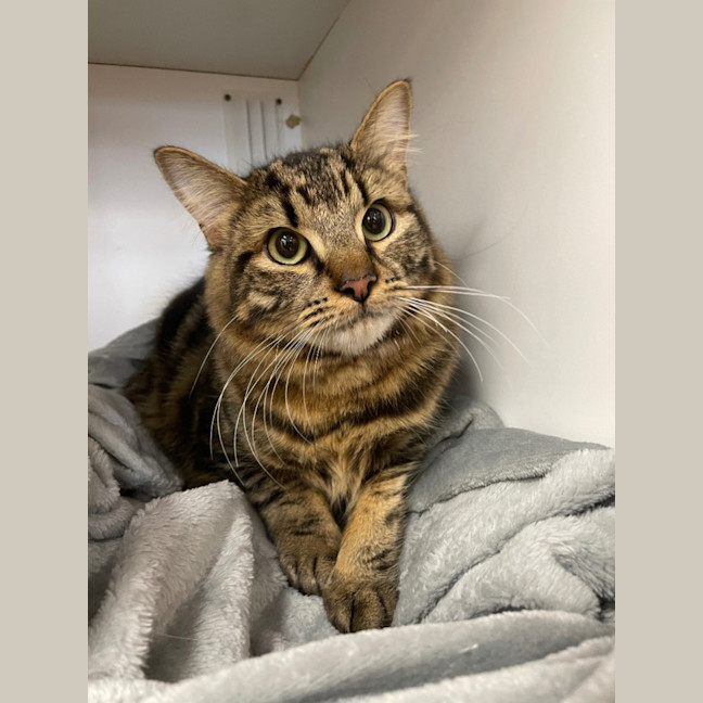 Photo of Chester