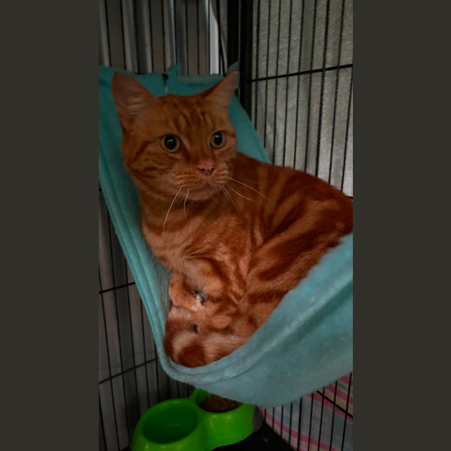 Photo of Cheeto