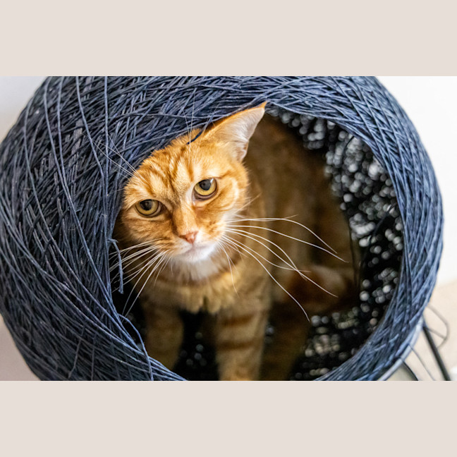 Photo of Doris The Librarian