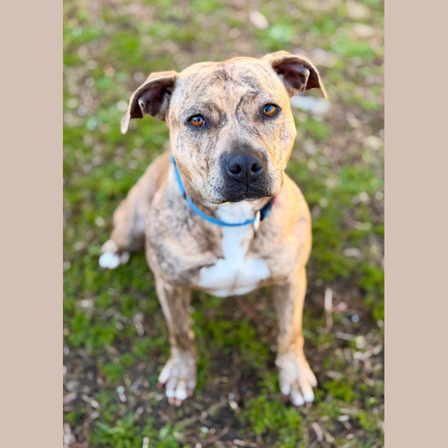 Photo of Sabre