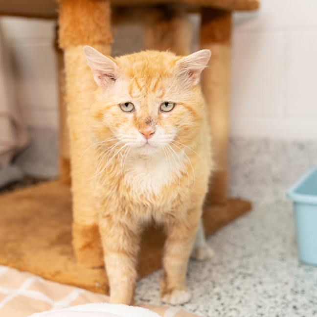Photo of Tigger
