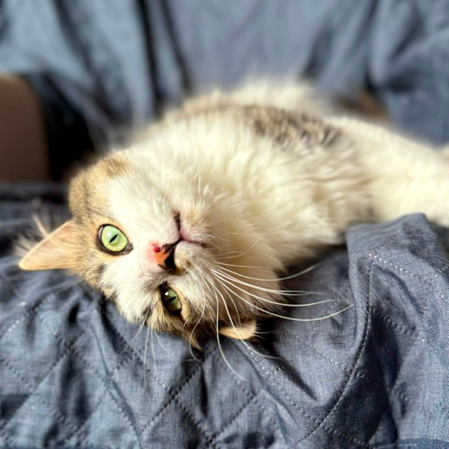 Photo of Wilson   In Foster Care In Preston