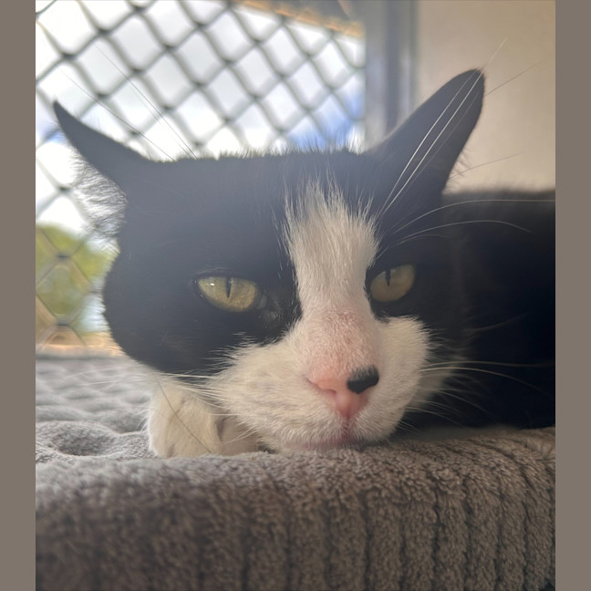 Photo of Mittens