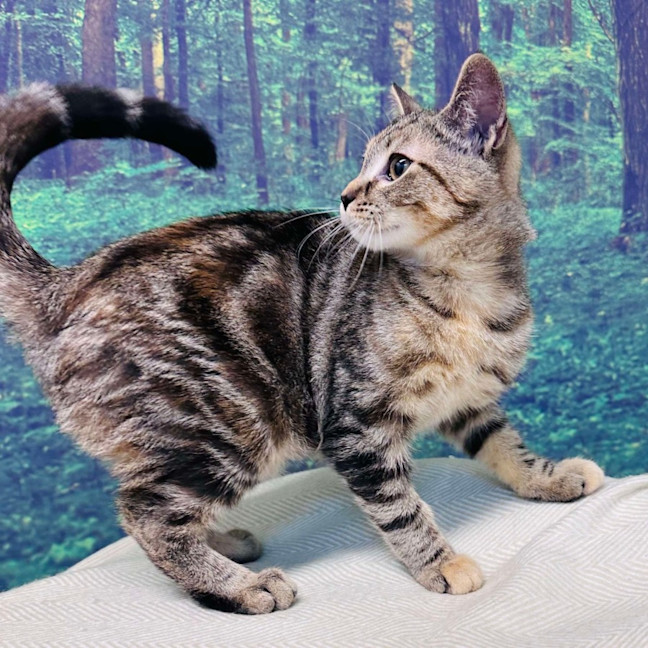 Photo of Pixie   Located In Meadow Heights