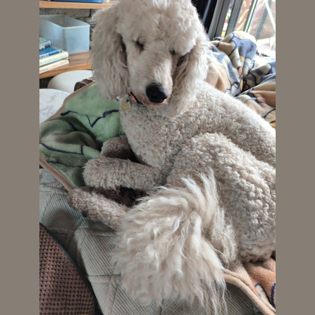 Photo of Atheling