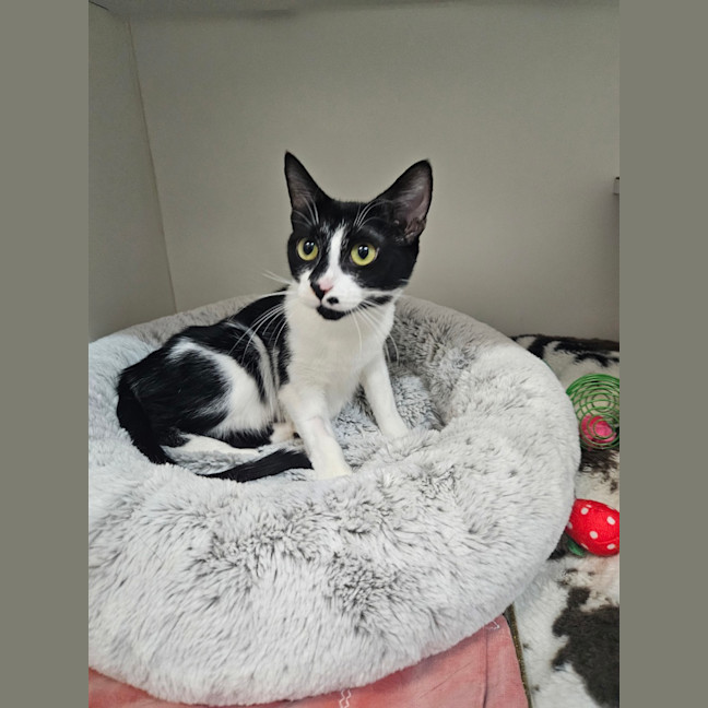 Photo of Stella