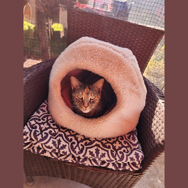 Photo of Poppy