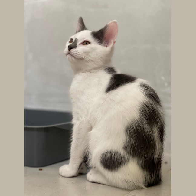 Photo of Percy