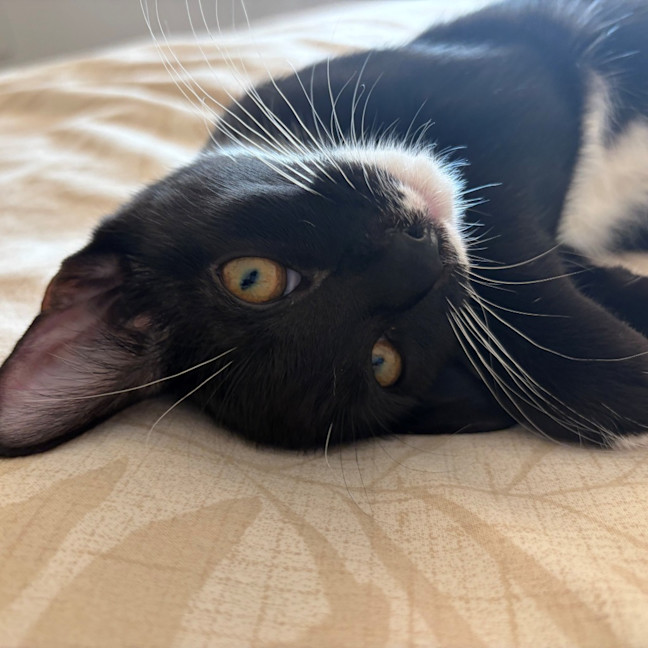 Photo of Aurora