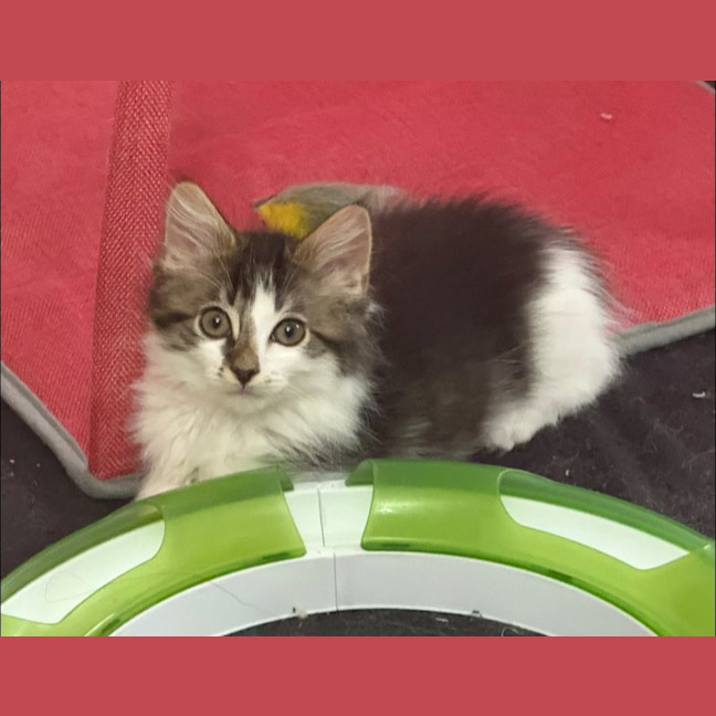 Photo of Mario ** 2nd Chance Cat Rescue**