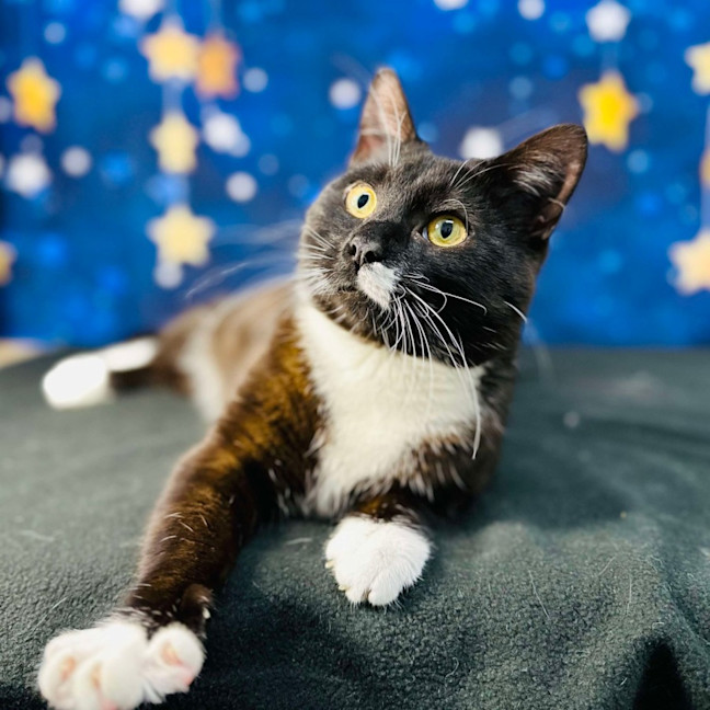 Photo of Domino   Located In Watsonia