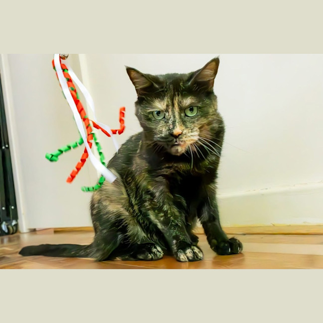 Photo of Tizzy 