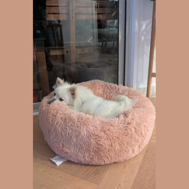 Photo of Wonton   10 Month Old Pomeranian X Spitz