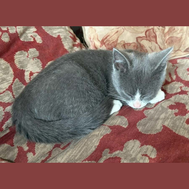 Photo of Mittens   Meet Me At The Adoption Day 28/2