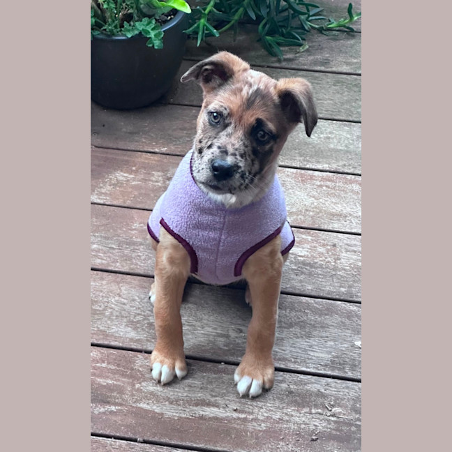 Photo of Dottie 