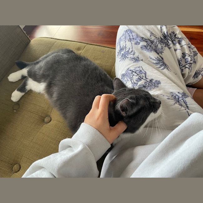 Photo of Flora *9 Lives Project Rescue*