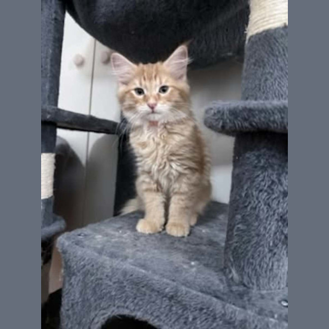 Photo of Tater *9 Lives Project Rescue*